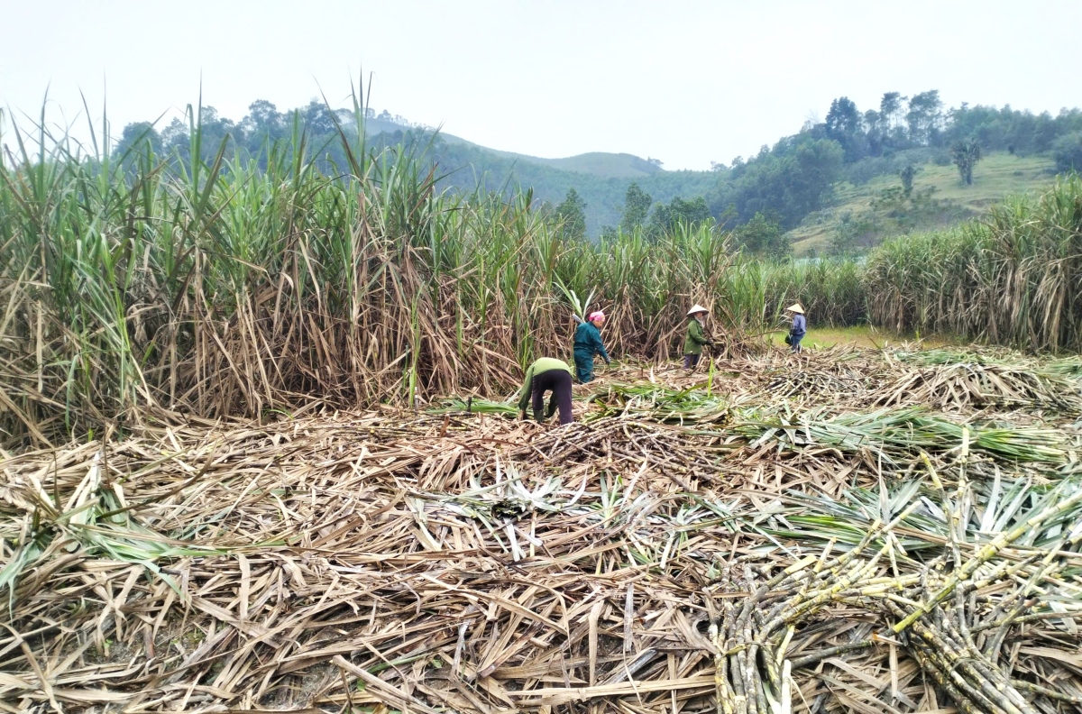 หมู่บ้านทำกากน้ำตาลในจังหวัดห่าติ๊ง